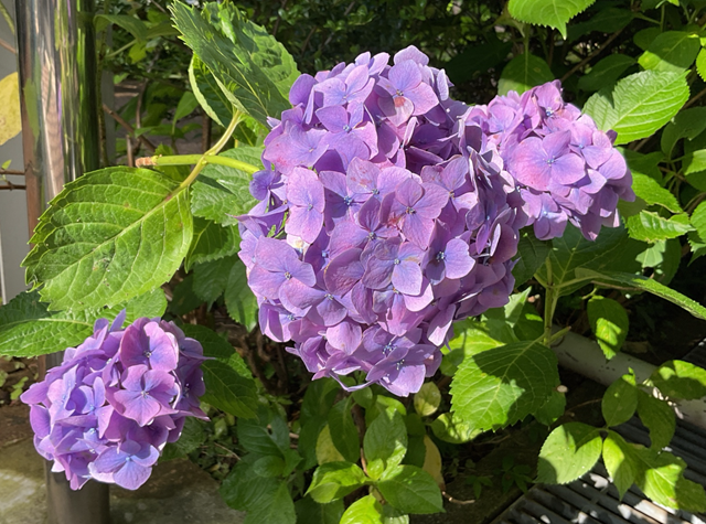 スクリーンショット 2024-06-19 16.20.17.jpeg