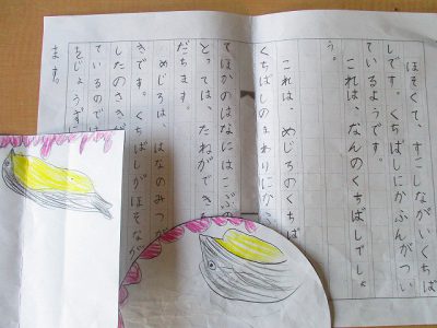 くちばし調べ 発表会 京都文教短期大学付属小学校