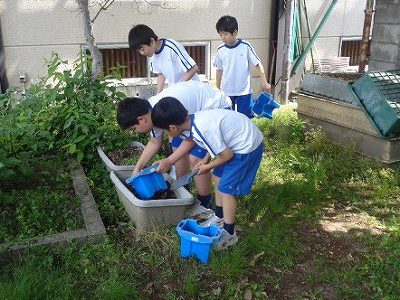 5 15水 マリーゴールドの種植え 京都文教短期大学付属小学校